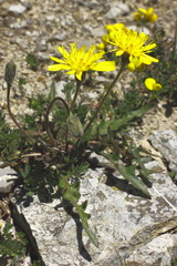 Kerners Pippau, Crepis kerneri