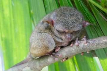 Crumpy looking tarsier with sleepy eyes before leaf, small primate, on branch in nature, Bohol, Philippines