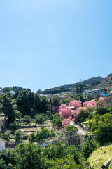 神奈川県 小田原市 根府川の「おかめ桜」