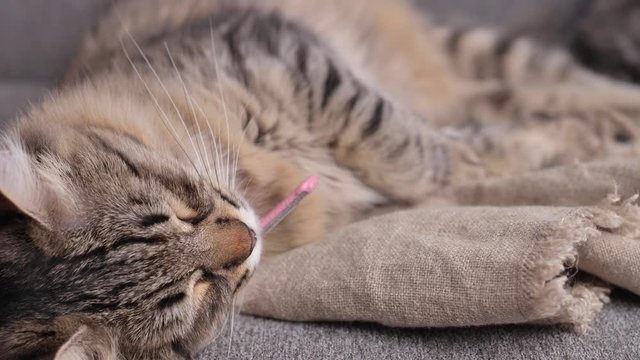 Striped gray cat sleeps on the couch. Lovely pet. Siberian cat.	