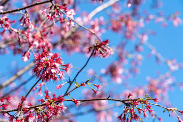 神奈川県 小田原市 根府川の「おかめ桜」