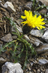 Triglav- Pippau, Crepis terglouensis