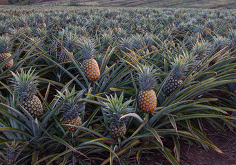 Pineapple farm in South Africa