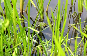 Naklejka premium frog mating season