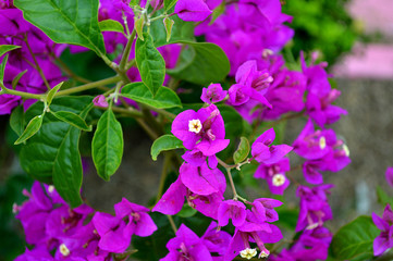 Many purple flower in garden