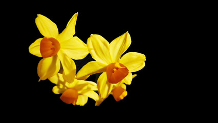 bouquet of yellow daffodils in the form of a heart large on a black background isolate fot banner, giftcard, postcard