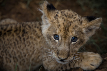 Simba, is that you?