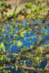 Beautiful spring green landscape with blurry background. Summer background for design.