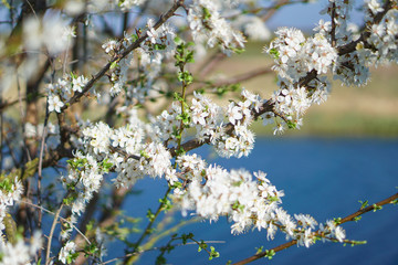 Beautiful flowering tree In the spring. Flowers in April time in the sun. Stock background in nature