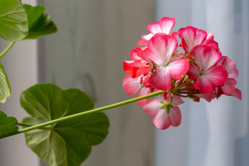 Close-up of homemade pink flowers on a windowsill.