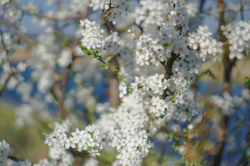 Beautiful flowering tree In the spring. Flowers in April time in the sun. Stock background in nature