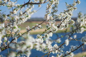 Beautiful flowering tree In the spring. Flowers in April time in the sun. Stock background in nature