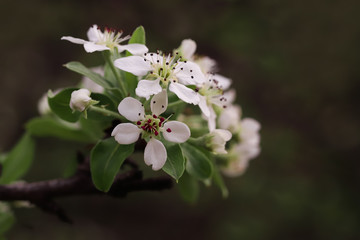 Pear pear tree flowers; Pyrus communis