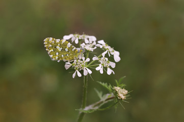 Mountain dead butterfly; Euchloe ausonia