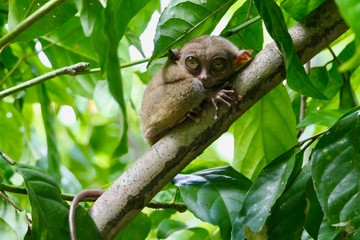 Curious tarsier with funny face, small primate, on branch in nature, Bohol, Philippines - obrazy, fototapety, plakaty