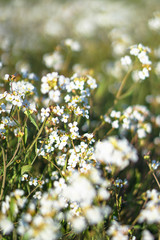 Beautiful blooming flowers on a large spring meadow. April flower in the sun. Stock background in nature with green grass