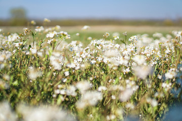 Beautiful blooming flowers on a large spring meadow. April flower in the sun. Stock background in nature with green grass