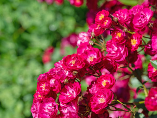 Blühende rote Edelrosen im Garten
