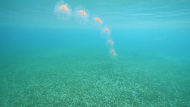 Seal salps chain floating in transparent turqouise blue water.