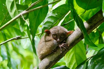 Cute tarsier with open eyes, small primate, on branch in nature, Bohol, Philippines