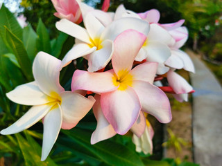 Fototapeta na wymiar Frangipani flowers in Thailand