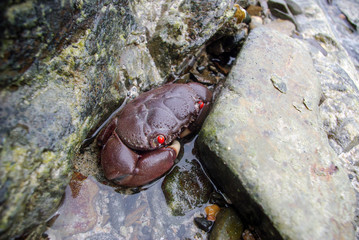 brown crab with red eyes and white claws disguises itself as surrounding stones gray with green algae at low tide