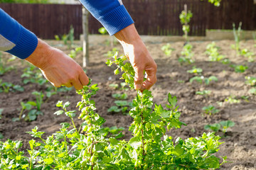 Fototapeta premium Man caring for gooseberry bush in outdoor garden.
