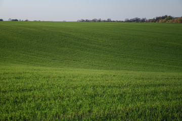 Fototapeta premium Sown farm field with wheat and cereal. Rising sprouts of barley and oats. A boundless garden with bread for food. Industrial stock theme