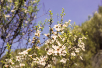 Manuka Flowers