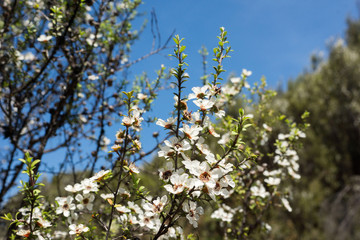 Manuka Flowers