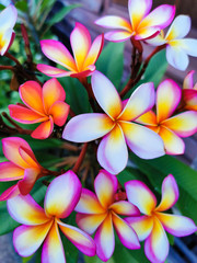 Frangipani flower in Thailand