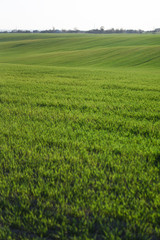 Sown farm field with wheat and cereal. Rising sprouts of barley and oats. A boundless garden with bread for food. Industrial stock theme