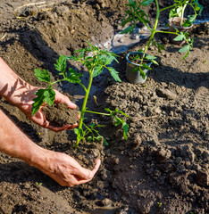 Farmer planting young seedlings of tomato in vegetable garden.