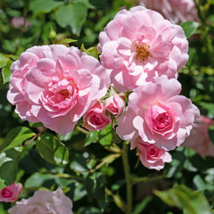 Blühende rosa Edelrosen im Garten