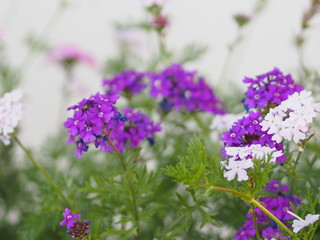 Fuego Dark Violet Verbena purple flowers and excellent heat tolerance genus in the family Verbenaceae semi-woody flowering plants, The flowers are small, with five petals, and borne in dense spikes