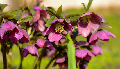 Fototapeta premium Helleborus Ranunculaceae, pink flowers, selective focus