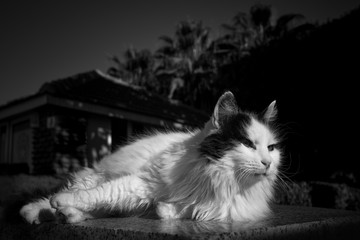 Weiße Katze.