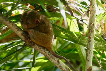 Sleepy tarsier with open eyes looking away, small primate, on branch in nature, Bohol, Philippines