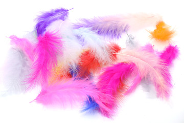 Obraz premium bird feathers in a different colors on a white background
