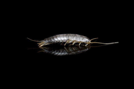 Silverfish on black background