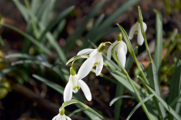 Fototapeta premium flowerbed of primroses beautiful snowdrops in the garden 
