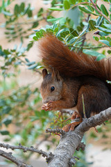 squirrel on tree