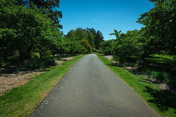 road in the forest