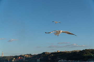 seagull in flight