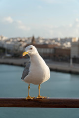 seagull on post