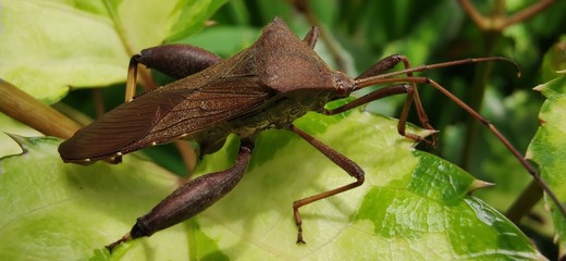 Leptocorisa oratoria, the rice ear bug,  is an insect from the family Alydidae, the broad-headed...