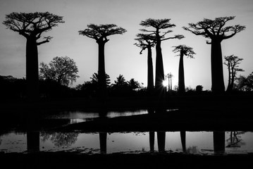B&W Baobabs