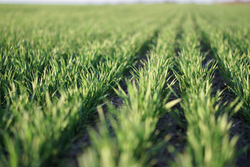 Sown farm field with wheat and cereal. Rising sprouts of barley and oats. A boundless garden with...