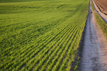 Sown farm field with wheat and cereal. Rising sprouts of barley and oats. A boundless garden with bread for food. Industrial stock theme