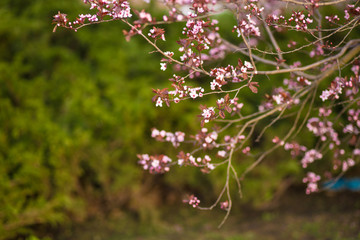 Fresh, pink, soft spring cherry tree blossoms on pink bokeh background.